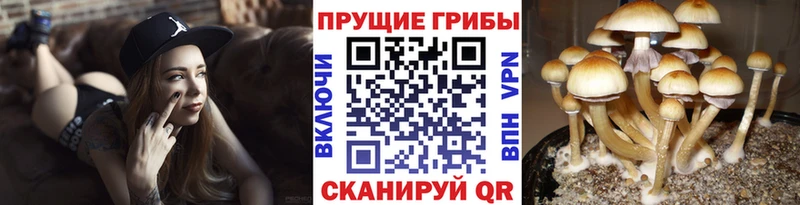 Галлюциногенные грибы ЛСД  Берёзовка 